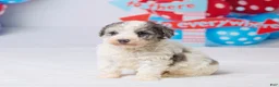 Miniature Poodle dogs for sale: Rocky - Ad 2