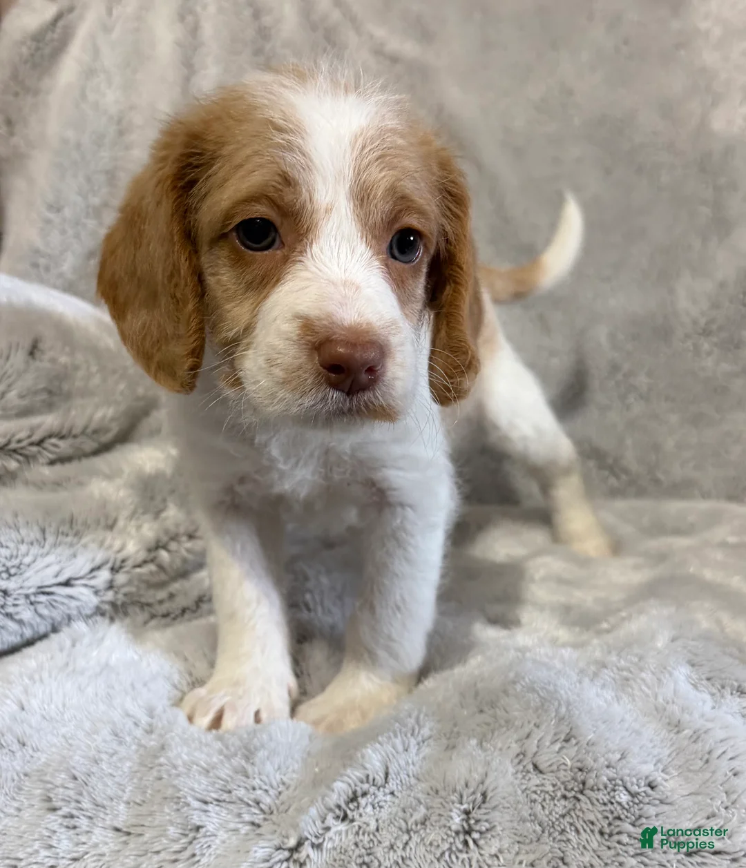 Mixed Breed dogs for sale: Riley - Ad 5