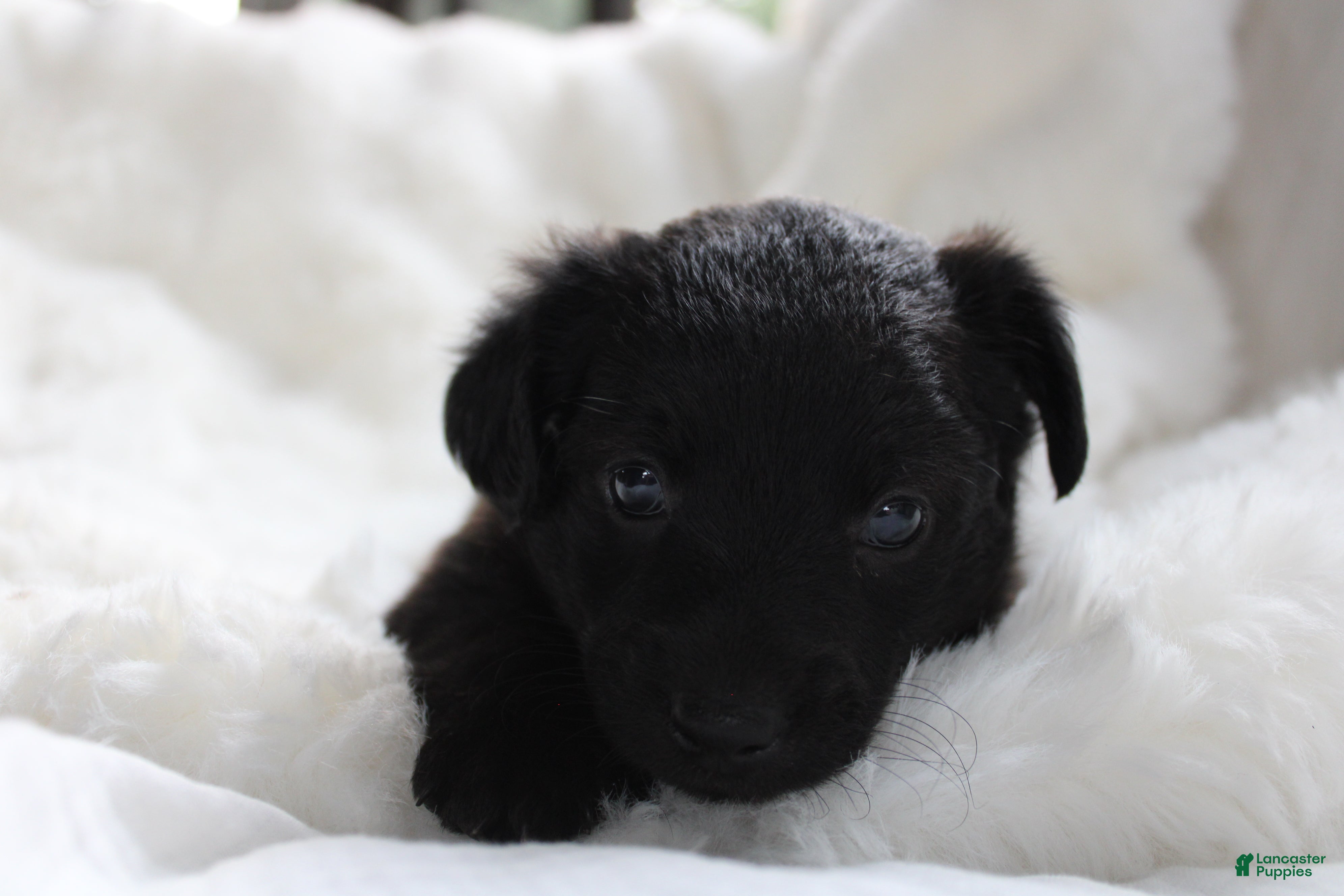 Mixed Breed dogs Riley - Ad 2