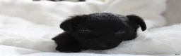 Mixed Breed dogs for sale: Riley - Ad 2