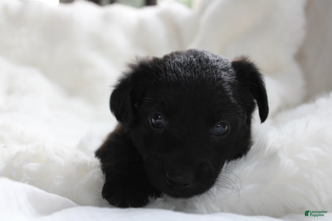 Mixed Breed dogs for sale: Riley - Ad 2