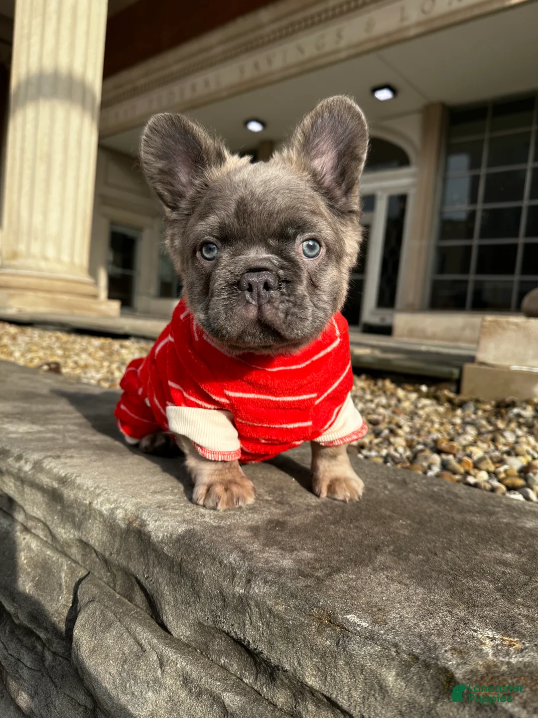 French Bulldog dogs for sale: Apollo - Ad 6