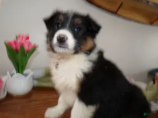 Mini Aussiedoodle dogs Mini Aussiedoodle Puppy 10 Julian - Ad 37