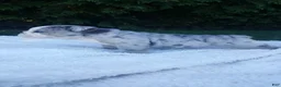 English Bulldog dogs for sale: Baxter - Ad 5