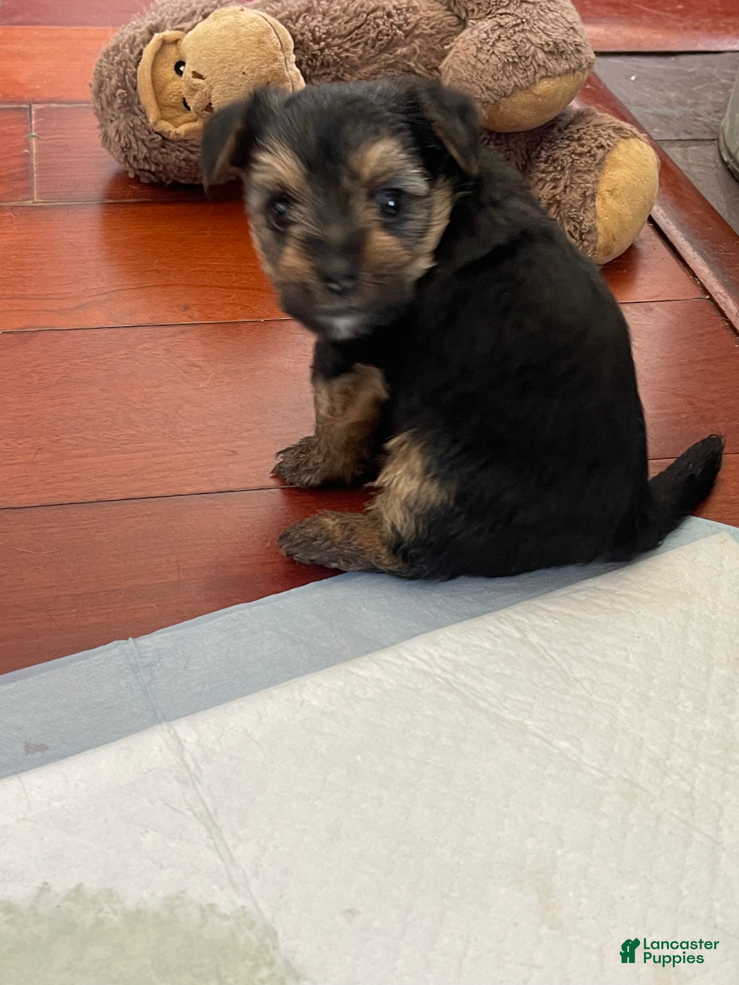 Dorkie dogs Prince - Ad 3