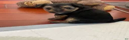 Dorkie dogs for sale: Prince - Ad 1