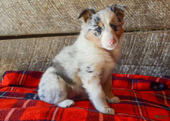 Mixed Breed dogs Petunia - Ad 23