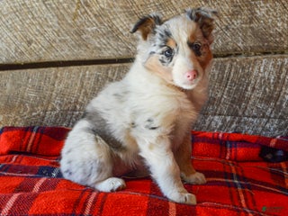 Mixed Breed dogs Petunia - Ad 3