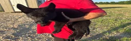 German Shepherd dogs for sale: Gipper  - Ad 3