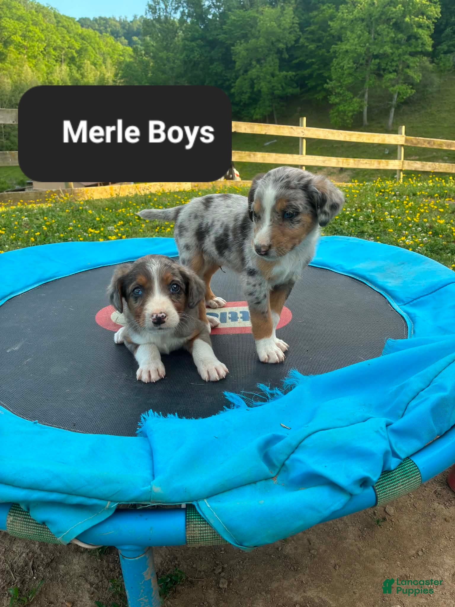 Mixed Breed dogs Maisy - Ad 23
