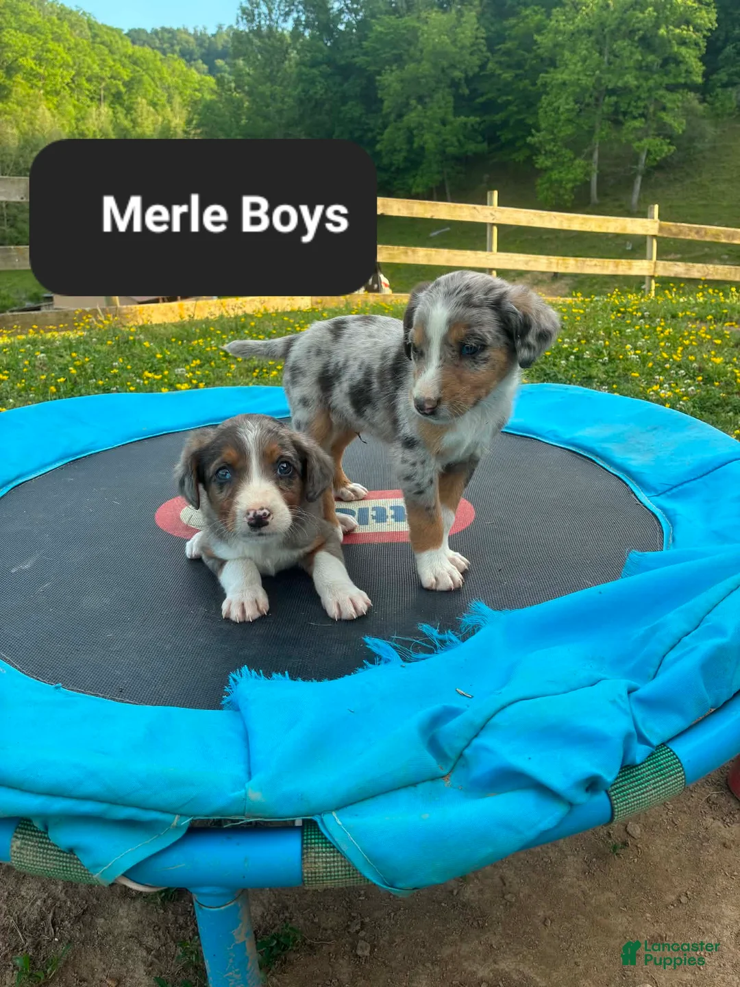 Mixed Breed dogs for sale: Maisy - Ad 1