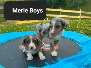 Mixed Breed dogs Maisy - Ad 23
