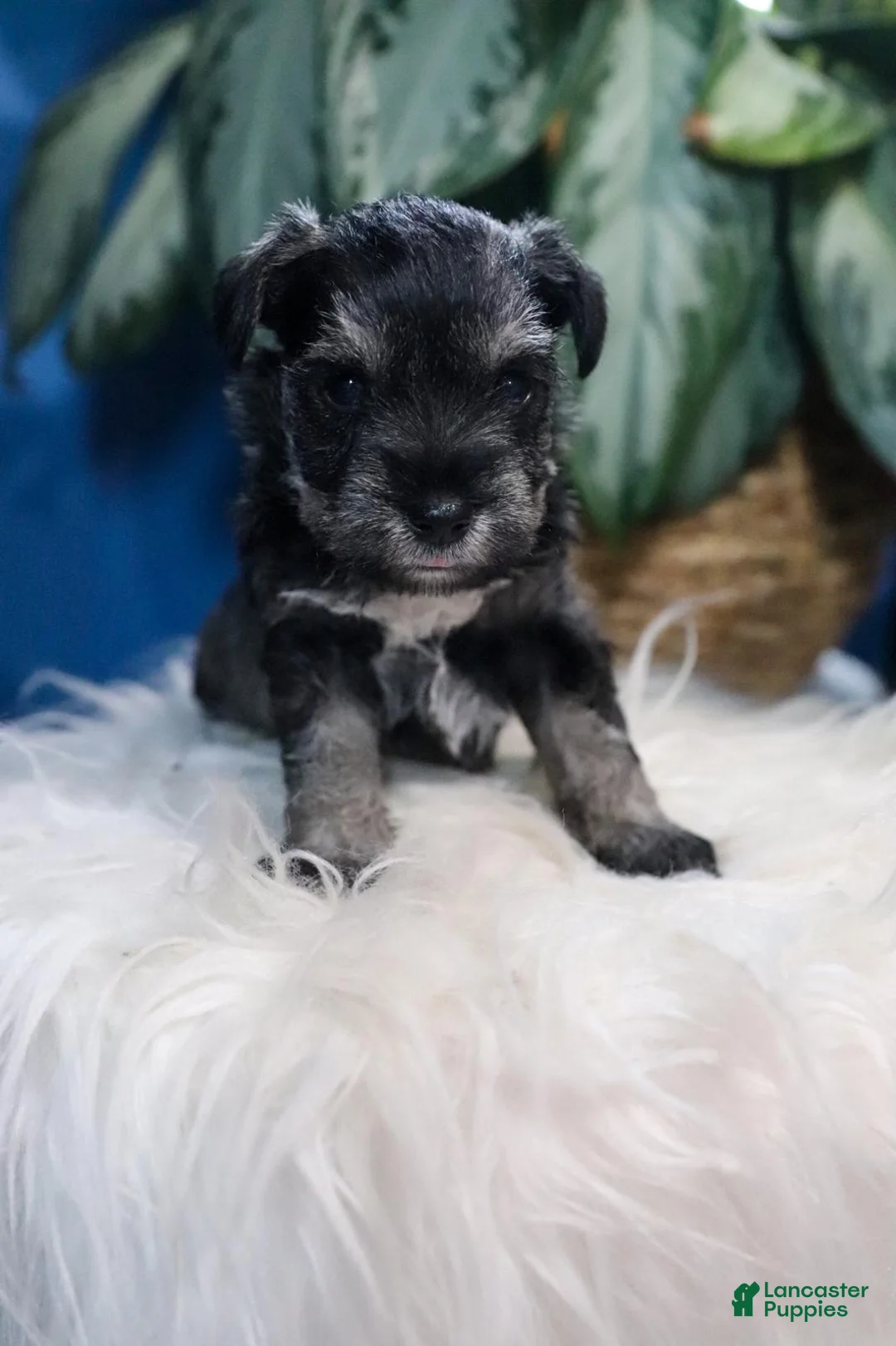 Miniature Schnauzer dogs for sale: Diesel - Ad 2