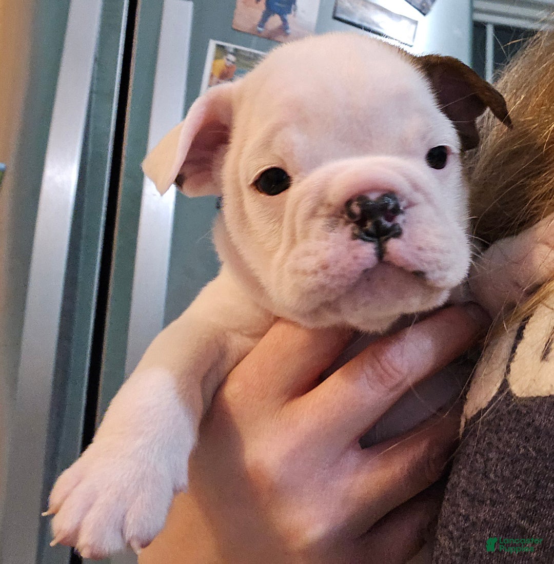English Bulldog dogs for sale: Linus - Ad 2