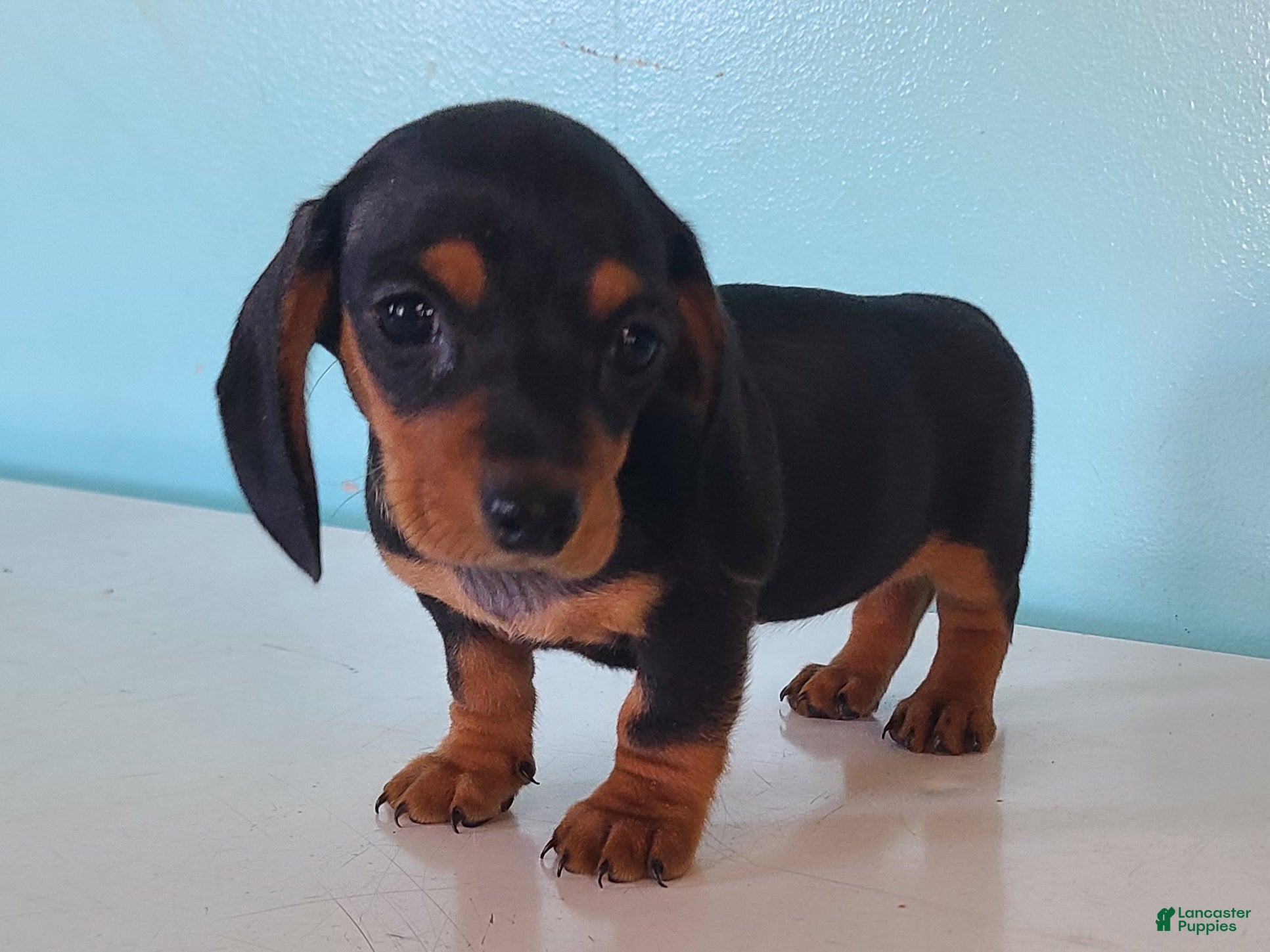 Miniature Dachshund dogs Gemma - Ad 2