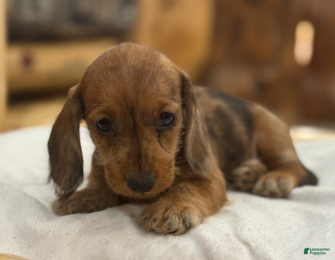 Miniature Dachshund dogs for sale: Pinto - Ad 6
