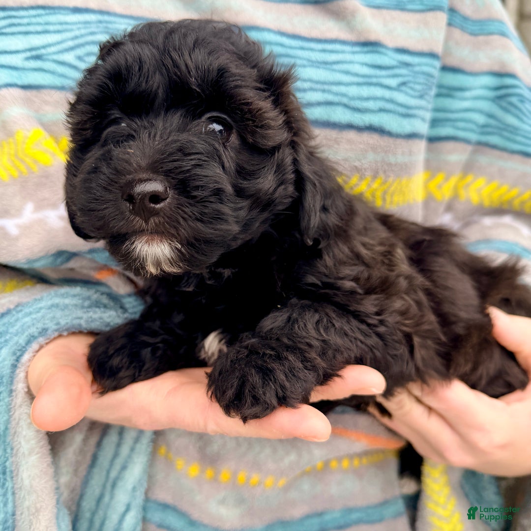 Yorkiepoo dogs for sale: Bear - Ad 3