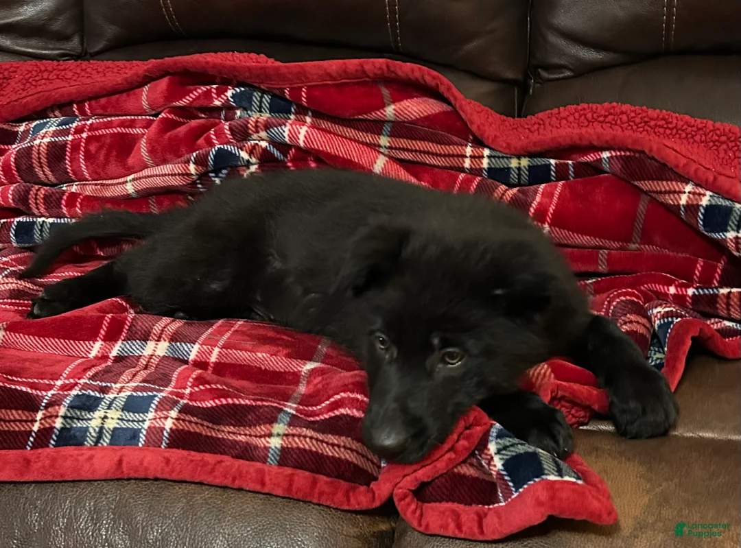 German Shepherd dogs for sale: Cody/Willow Purple - Ad 1