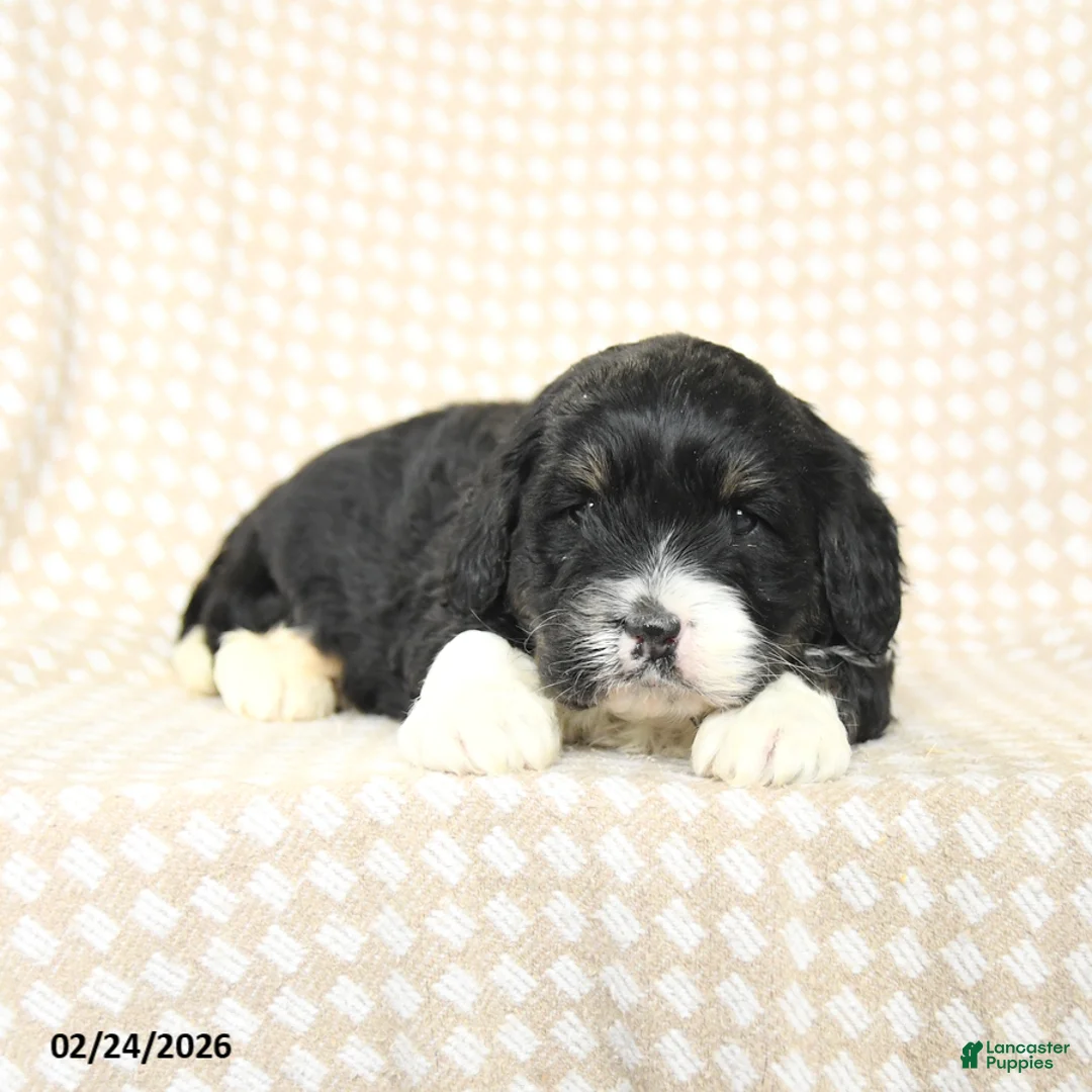 Mini Bernedoodle dogs for sale: Tucker - Ad 3