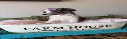 Miniature Poodle dogs for sale: Akc Clear 🧬 Tested Blue Merle Phantom Parti 🩷 - Ad 2
