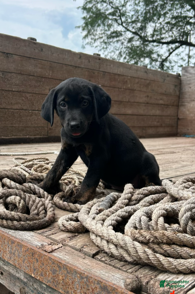 Mixed Breed dogs Sasha - Ad 1