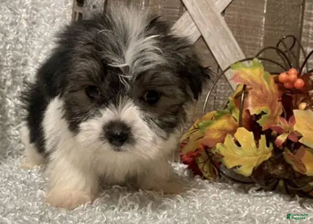 Morkie dogs for sale: Hawk - Ad 5