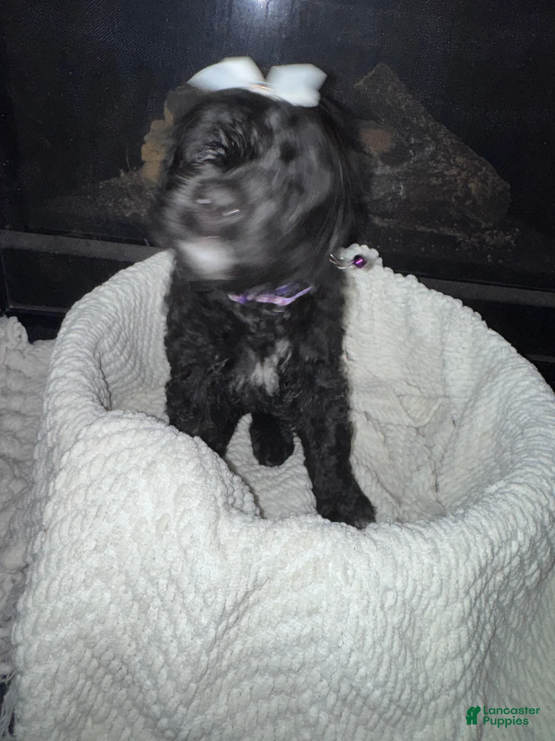 Double Doodle dogs for sale: Double Doodle Puppy 2 - Ad 7