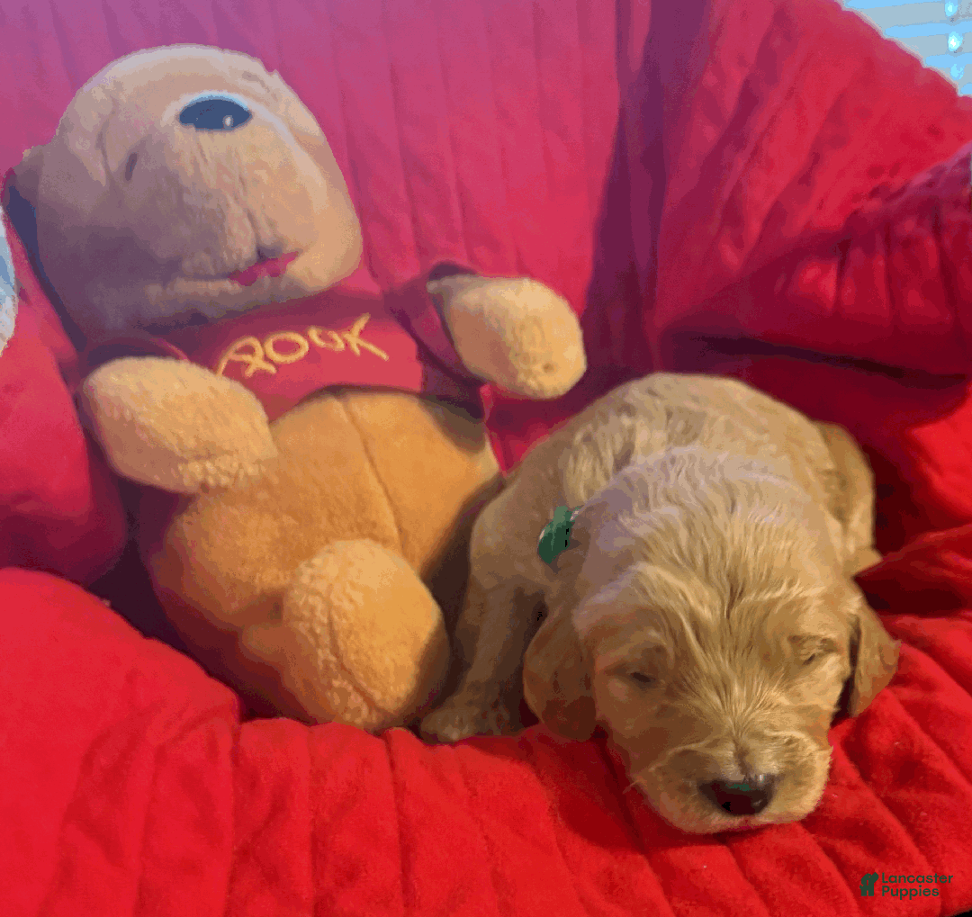 Goldendoodle dogs for sale: Black - Ad 1