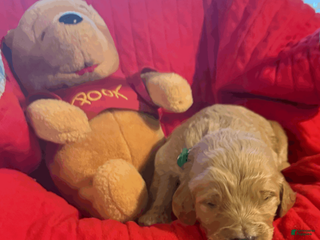 Goldendoodle dogs Black - Ad 20