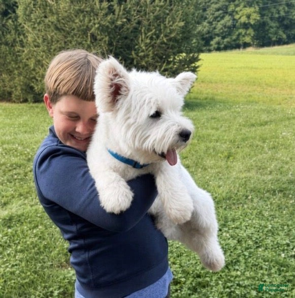 West Highland Terrier dogs Amanda - Ad 2