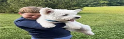 West Highland Terrier dogs for sale: Amanda - Ad 2