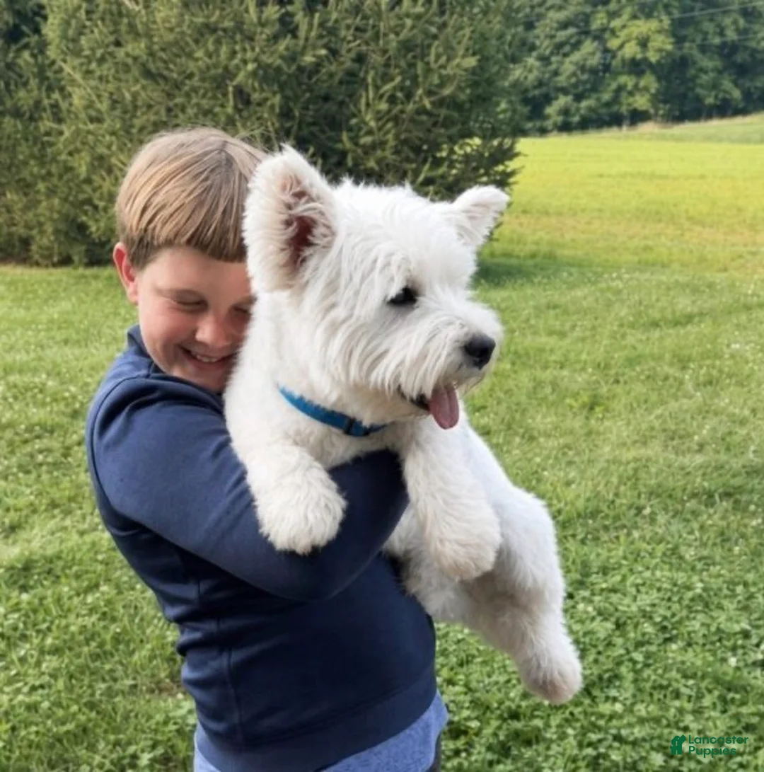 West Highland Terrier dogs for sale: Amanda - Ad 2