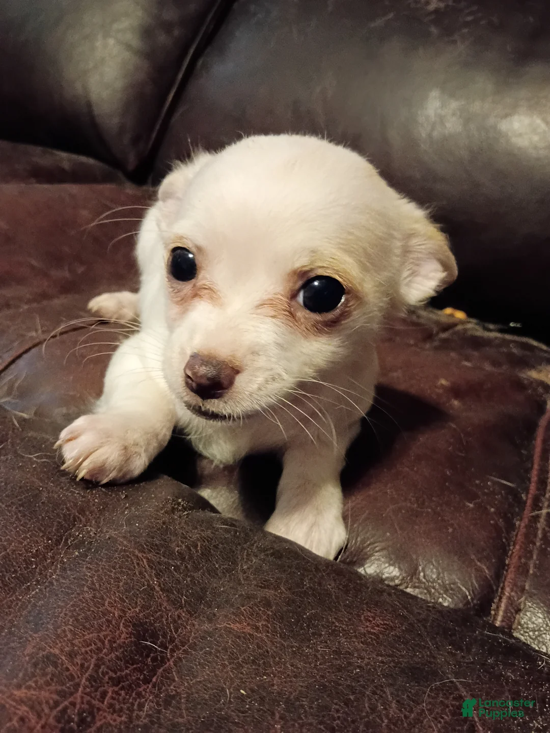 Jack Chi dogs for sale: Jack Chi Puppy 4 - Ad 1