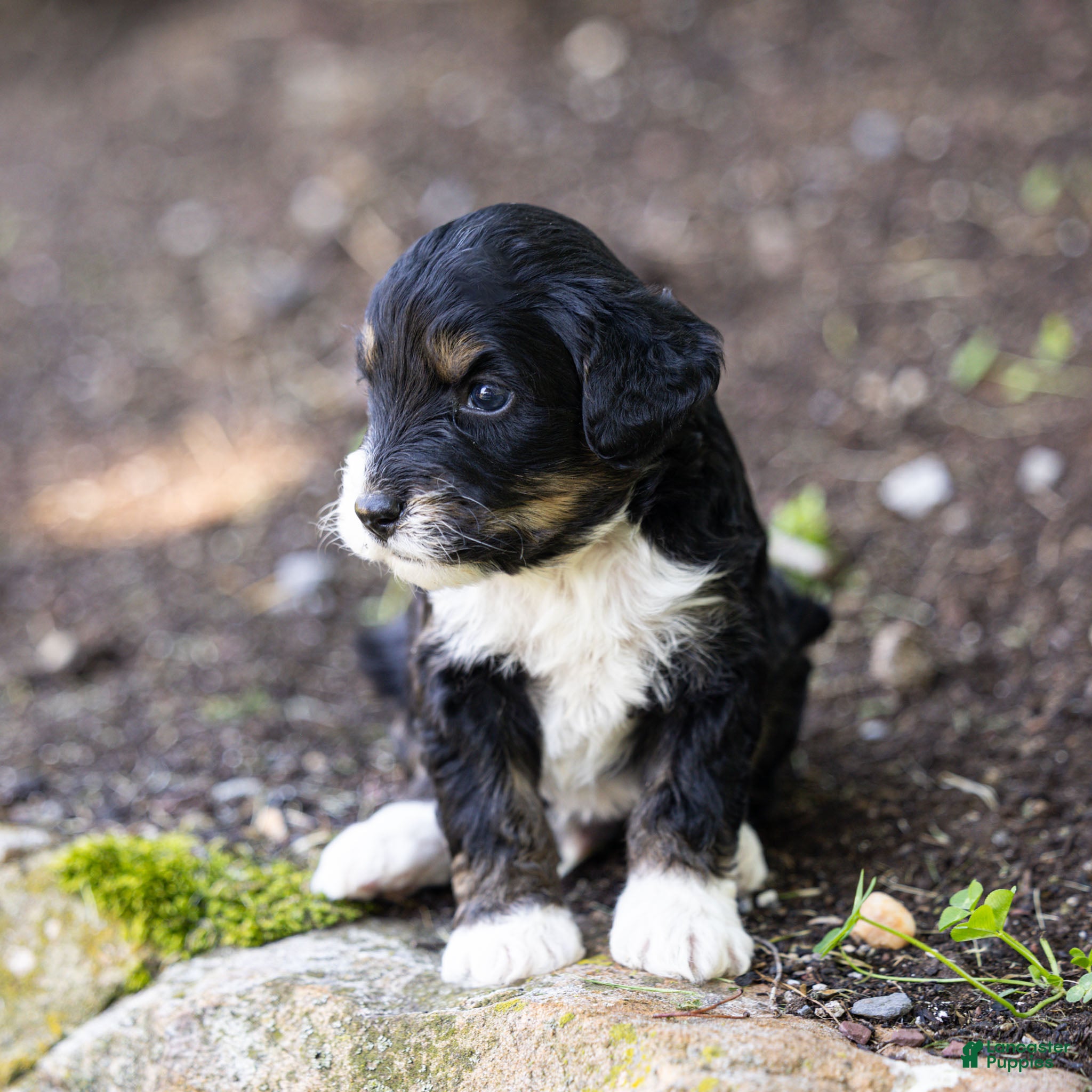 Bernedoodle dogs for sale: Beau Bernedoodle Puppy  - Ad 2