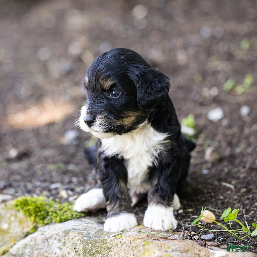 Bernedoodle dogs for sale: Beau Bernedoodle Puppy  - Ad 1