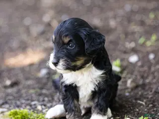 Bernedoodle dogs for sale: Beau Bernedoodle Puppy - Ad 2