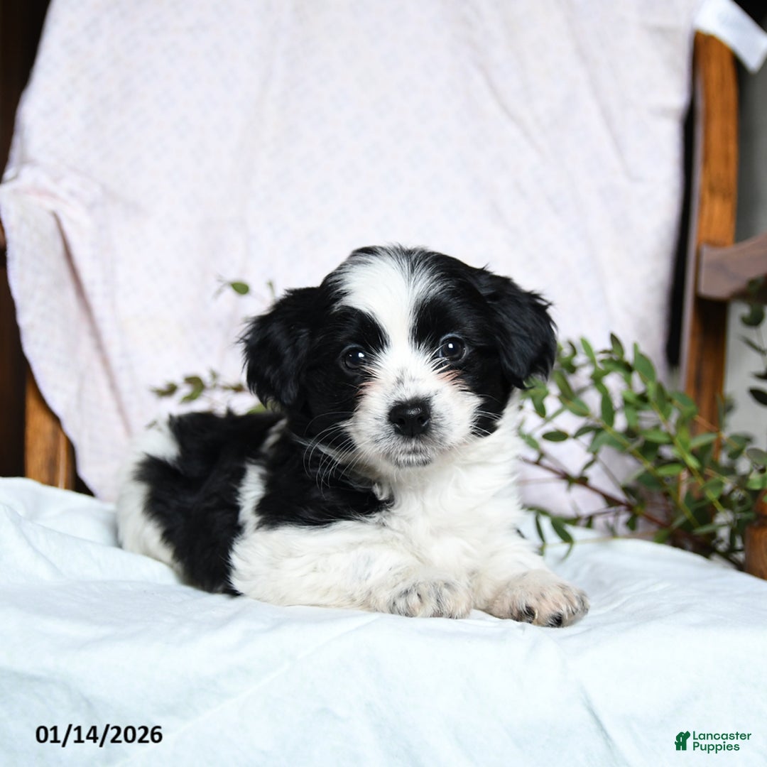 Mixed Breed dogs for sale: Oreo - Ad 2