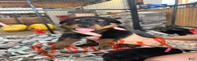 Rottweiler 2