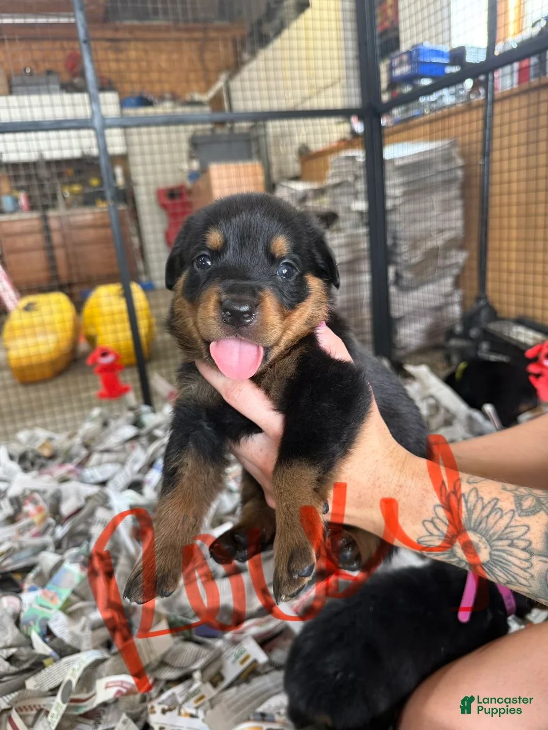 Rottweiler dogs for sale: Rottweiler 2 - Ad 1