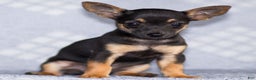 Chihuahua dogs for sale: Preston - Ad 4