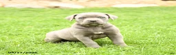 Cane Corso dogs for sale: Sierra - Ad 3