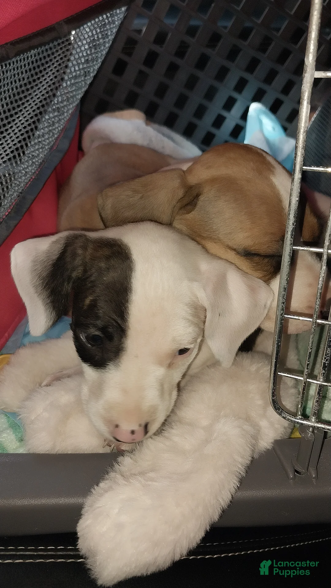 American Pit Bull Terrier dogs for sale: American Pit Bull Terrier 2 - Ad 1