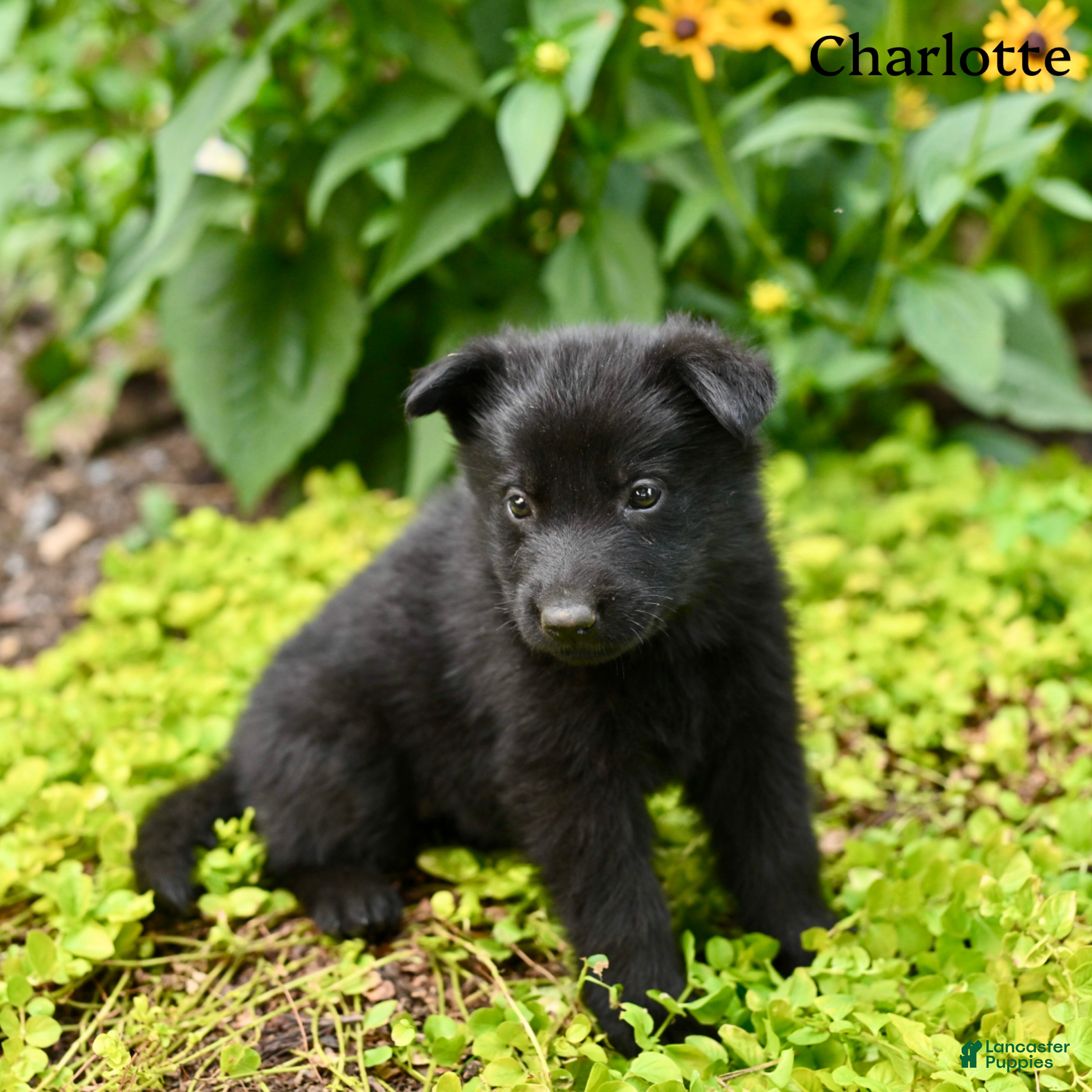 German Shepherd dogs Charlotte  - Ad 1