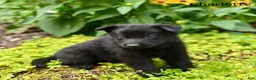 German Shepherd dogs for sale: Charlotte  - Ad 1