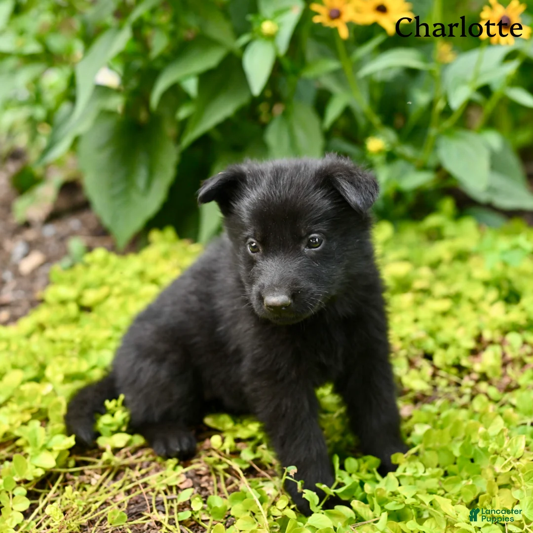 German Shepherd dogs for sale: Charlotte  - Ad 1