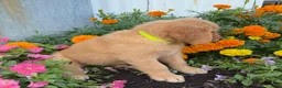 Golden Retriever dogs for sale: Holly - Ad 4