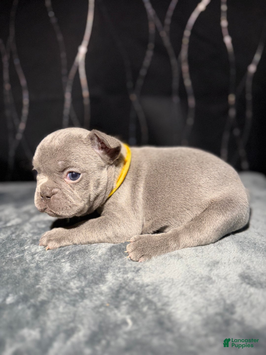 French Bulldog dogs for sale: KALI - Ad 3