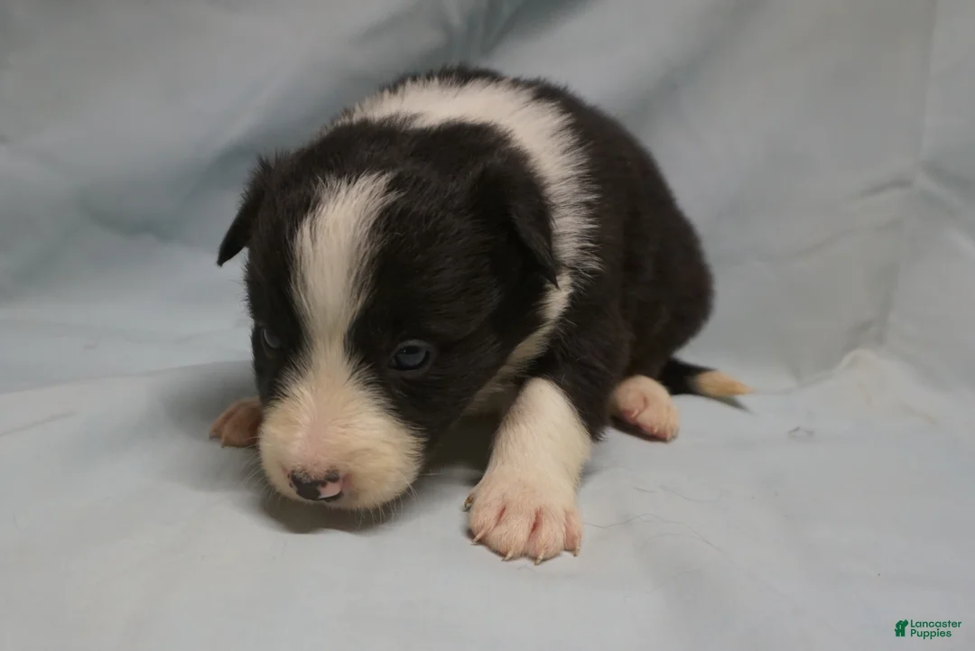 Border Collie dogs for sale: Wanda,  Puppy 1 - Ad 3