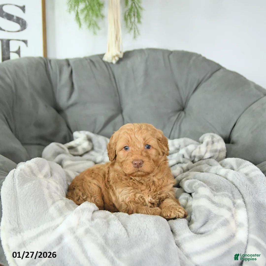 Mini Goldendoodle dogs for sale: Cupid - Ad 3
