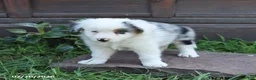 Australian Shepherd dogs for sale: Milo - Ad 4